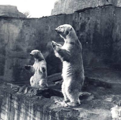 立っている2つのホッキョクグマ 作： Frederick William Bond
